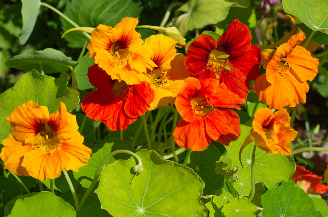Sturt'S Red flower seeds