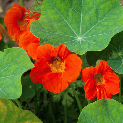 Dark Orange flower seeds