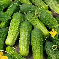 national pickling cucumber seeds
