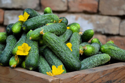 National Pickling Cucumber Vegetable Seeds for Planting – Heirloom Non-GMO Garden Seeds