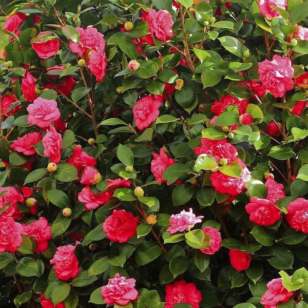 Camellia Burgundy flower seeds
