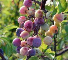 Beach Plum Fruit Seeds for Planting – Heirloom Non-GMO Garden Seeds