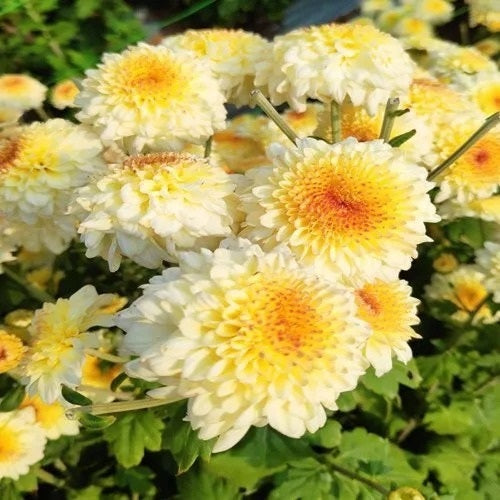 Yellow White flower seeds
