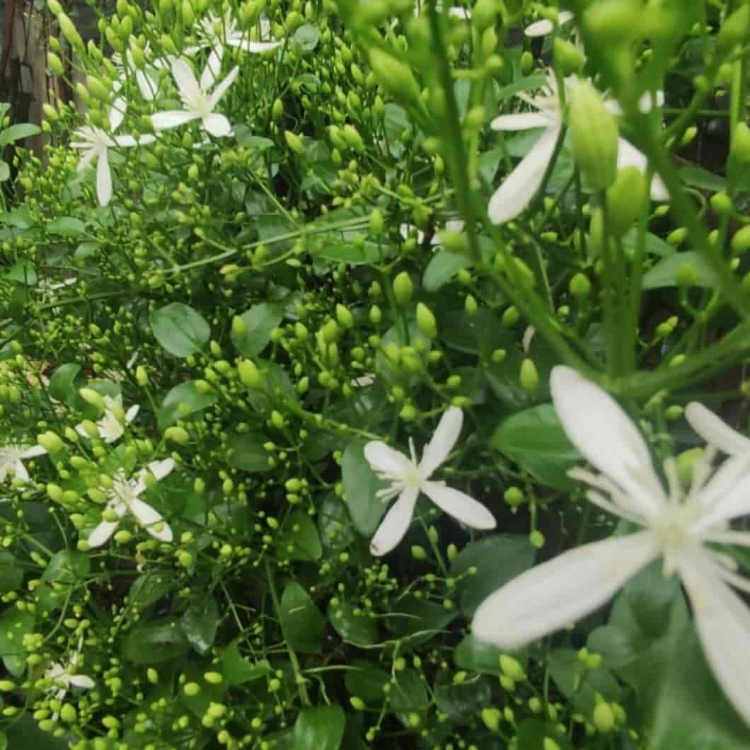 Climbing Vine Clematis plant