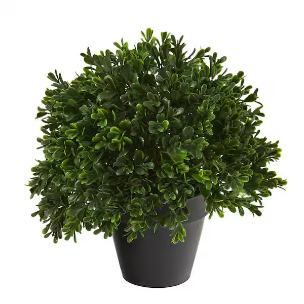Buchsbaum Boxwood flower seeds