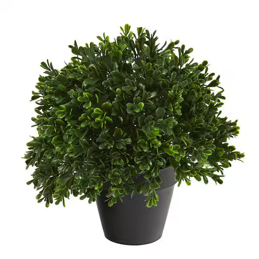 Buchsbaum Boxwood flower seeds