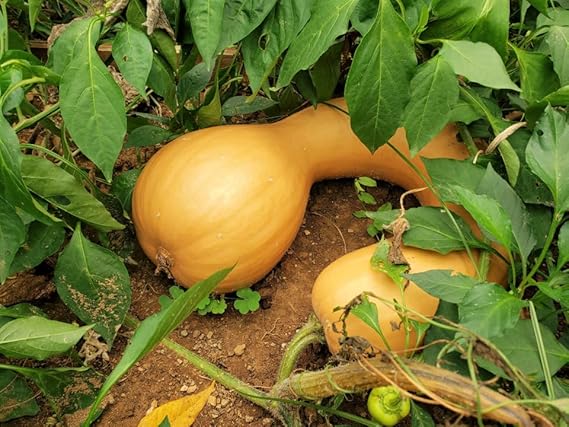 Neck Pumpkin Seeds