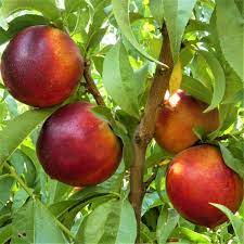 Red Nectarine Fruit Seeds for Planting – Heirloom Non-GMO Garden Seeds