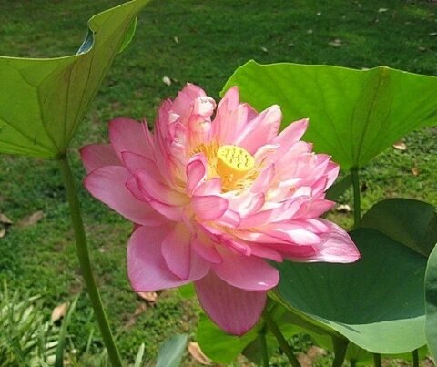 Momo Botan lotus with double pink flowers and rounded green leaves growing in a water garden