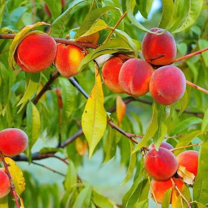 Nemaguard Peach Fruit Seeds for planting and peach rootstock growth