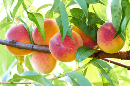 Nemaguard Peach Fruit Seeds for planting and peach rootstock growth