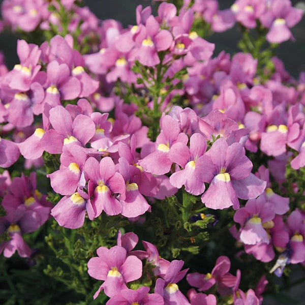 Nemesia flower seeds