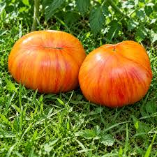 Neon Peach Tomato Seeds for Planting featuring distinctive peach to orange-pink tomatoes for home vegetable gardens
