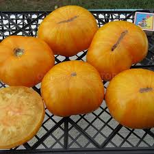 Neon Peach Tomato Seeds for Planting featuring distinctive peach to orange-pink tomatoes for home vegetable gardens