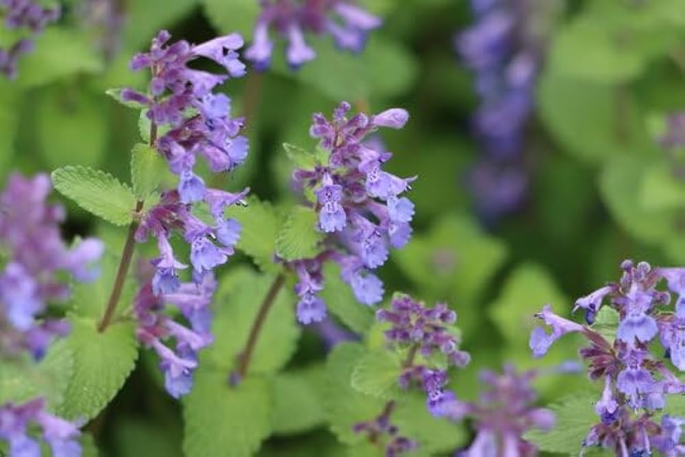 Catnip Herb Seeds for Planting – Heirloom Non-GMO Garden Seeds