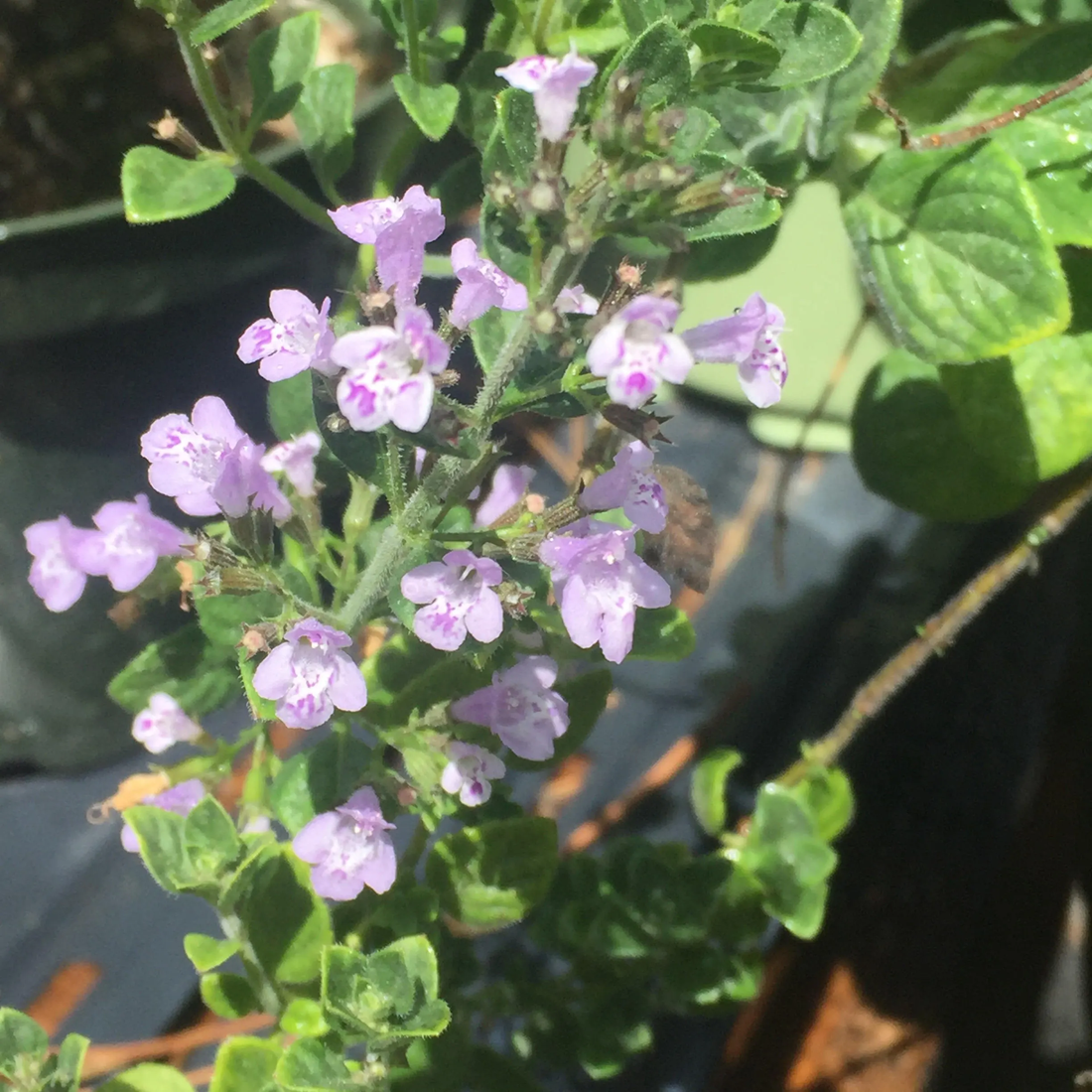 Nepitella Herb Seeds for Planting – Heirloom Non-GMO Garden Seeds