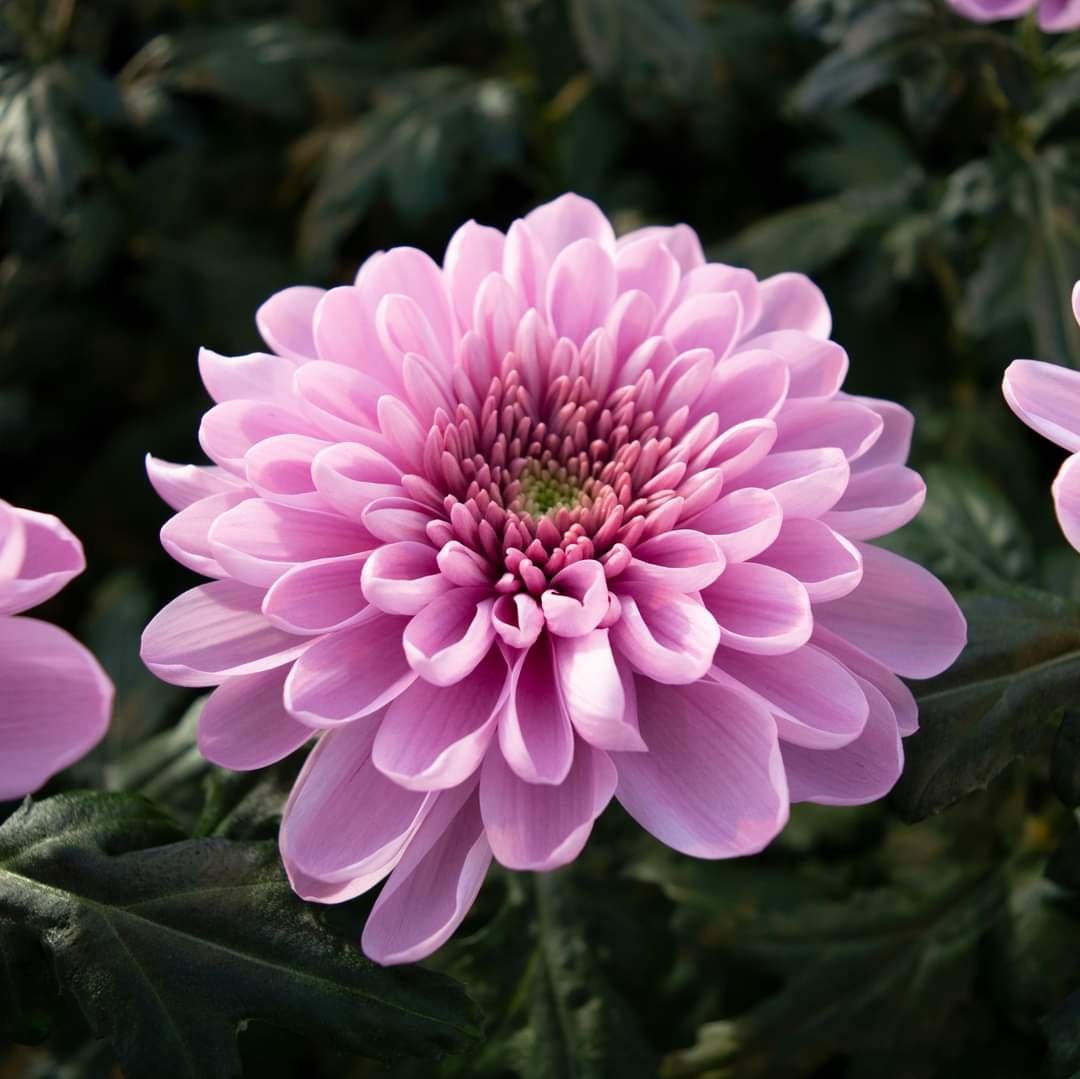 Purple And flower seeds