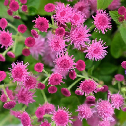 Rose Ageratum plant