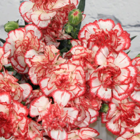 White Red flower seeds