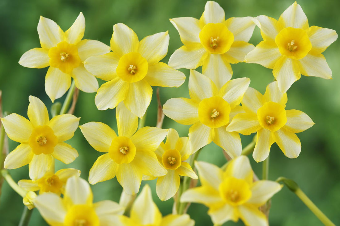 Pale Yellow flower seeds