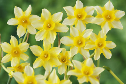 Pale Yellow flower seeds