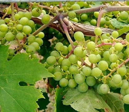 niagara grape seeds