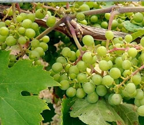 niagara grape seeds