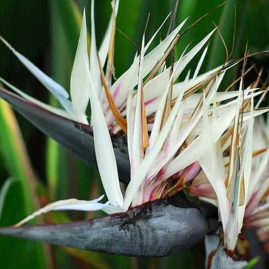 White Strelitzia flower seeds