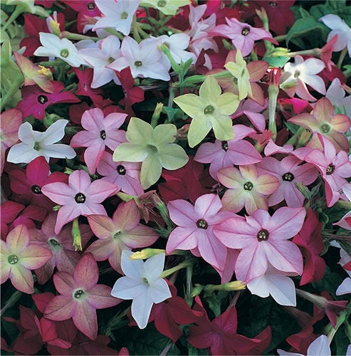 Mixed Nicotiana Flower Seeds for Planting – Heirloom Non-GMO Garden Seeds