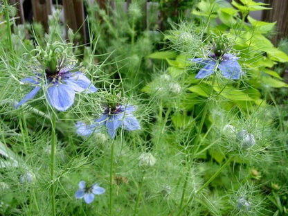 Black Cumin Herb Seeds for Planting – Heirloom Non-GMO Garden Seeds