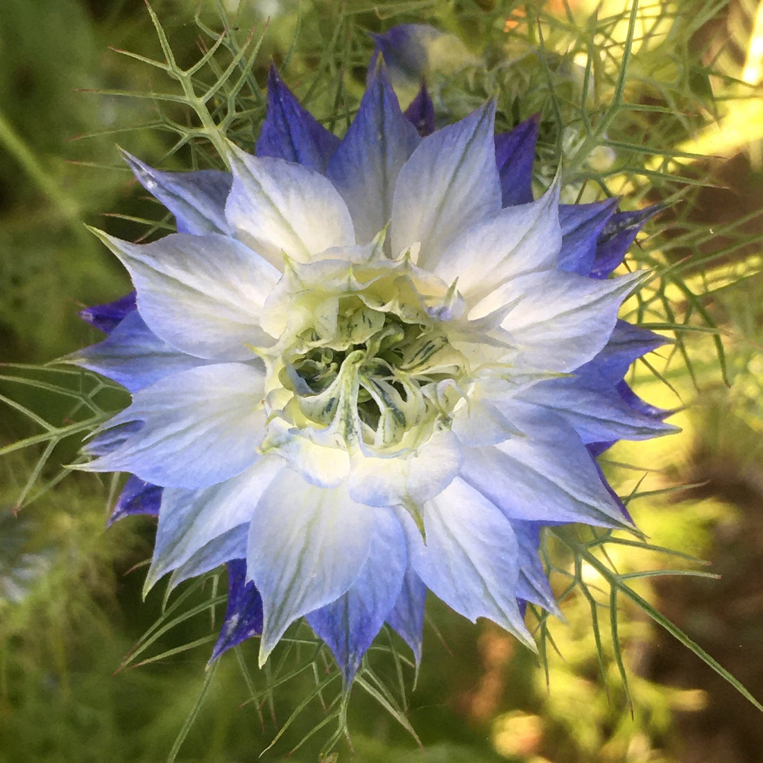 Nigella Damascena flower seeds