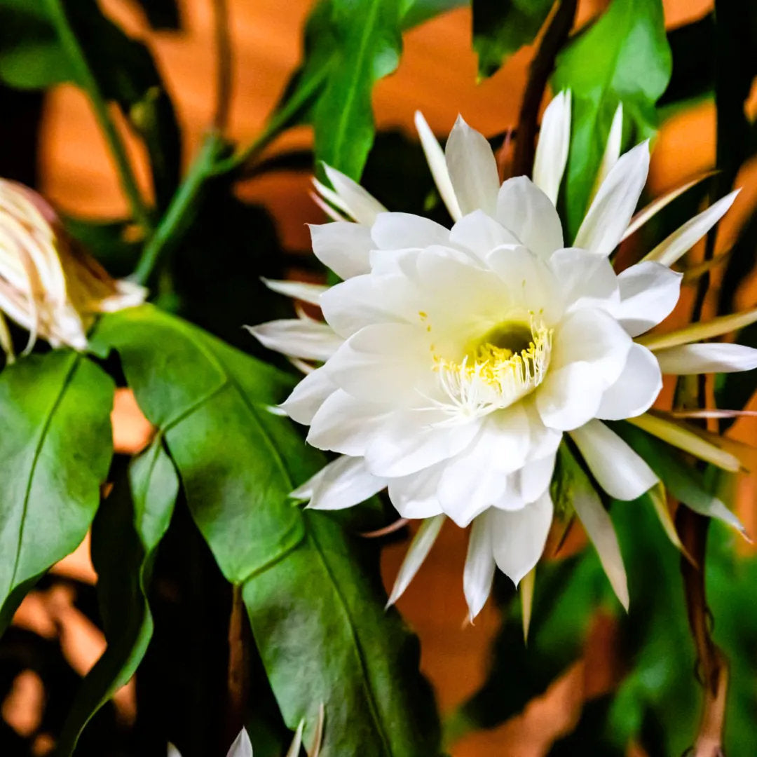 Kadupul flower (Epiphyllum oxypetalum) featuring large fragrant white night-blooming flowers and long, flattened green stems.