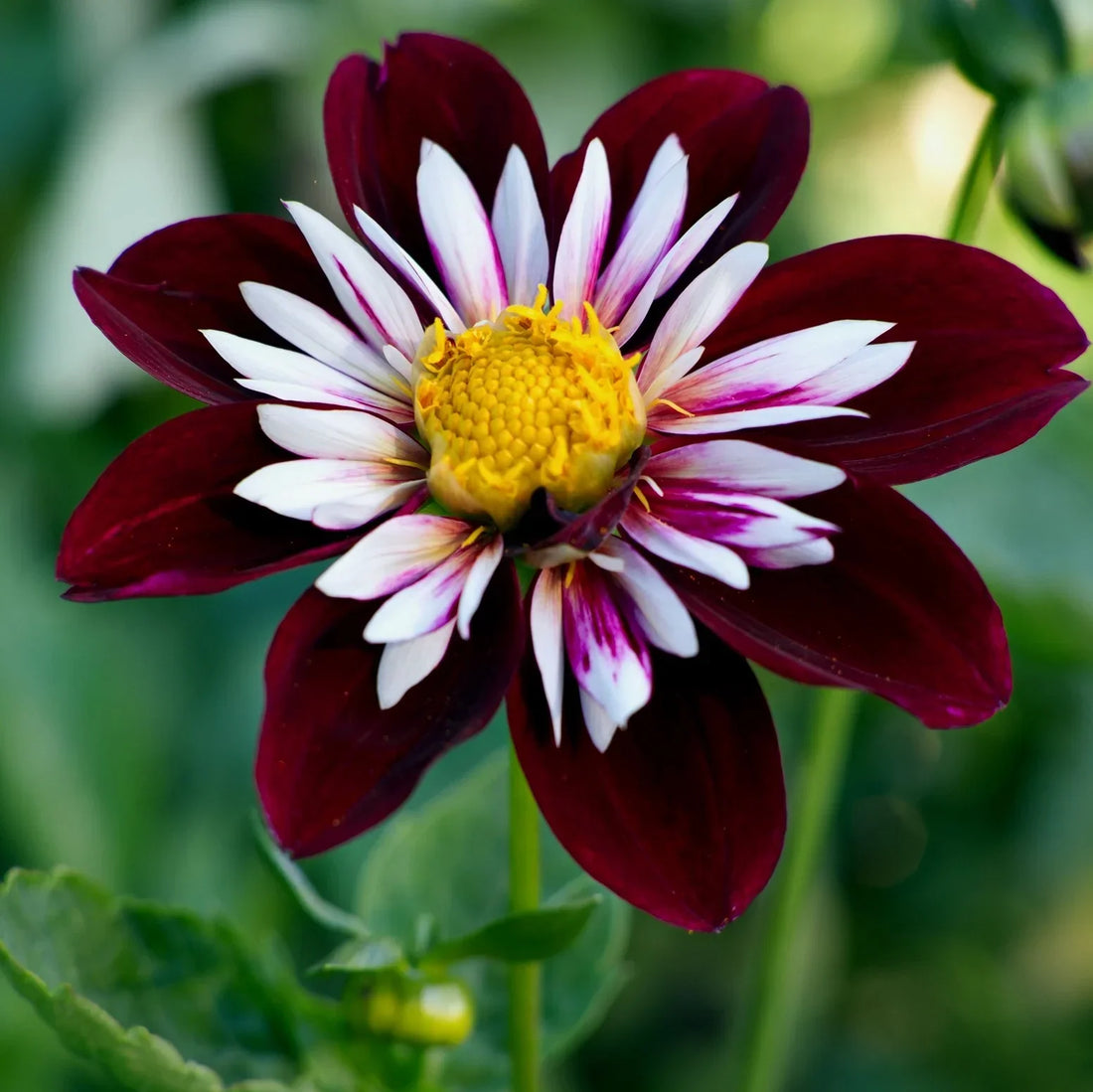 Night Butterfly flower seeds