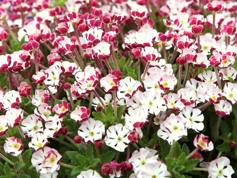 White Pink flower seeds