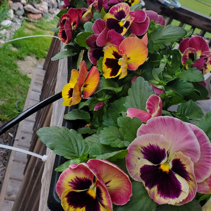 Cottage Essential Pansy plant