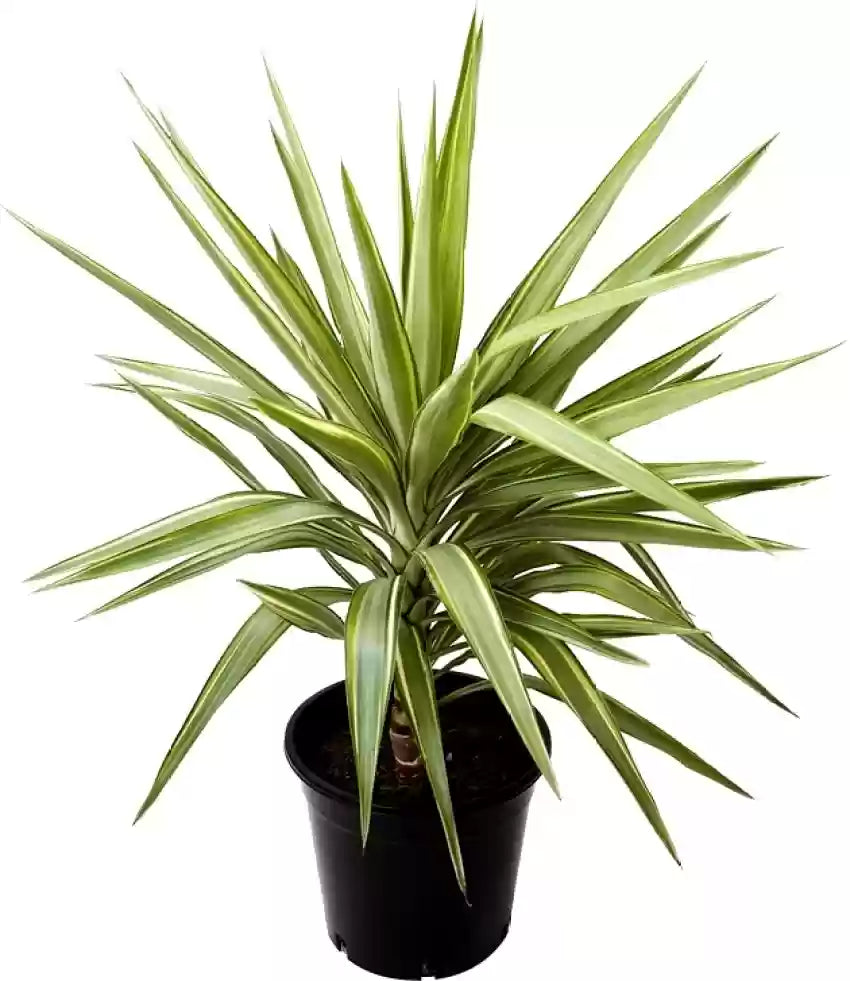 Green Dracaena flower seeds