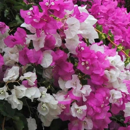Cherry Blossom Bougainvillea plant