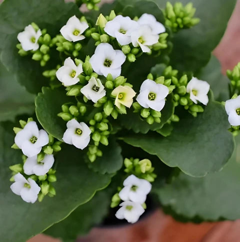 White Kalanchoe flower seeds