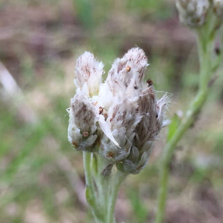 Antennaria Seeds for Planting – Heirloom Non-GMO Garden Seeds