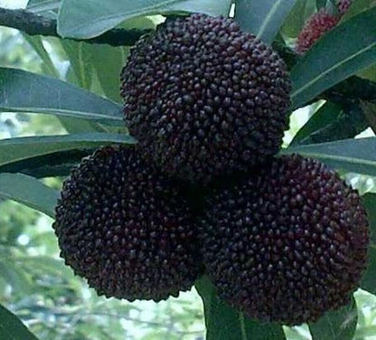 Dark Brown Arbutus Fruit Seeds for Planting – Heirloom Non-GMO Garden Seeds