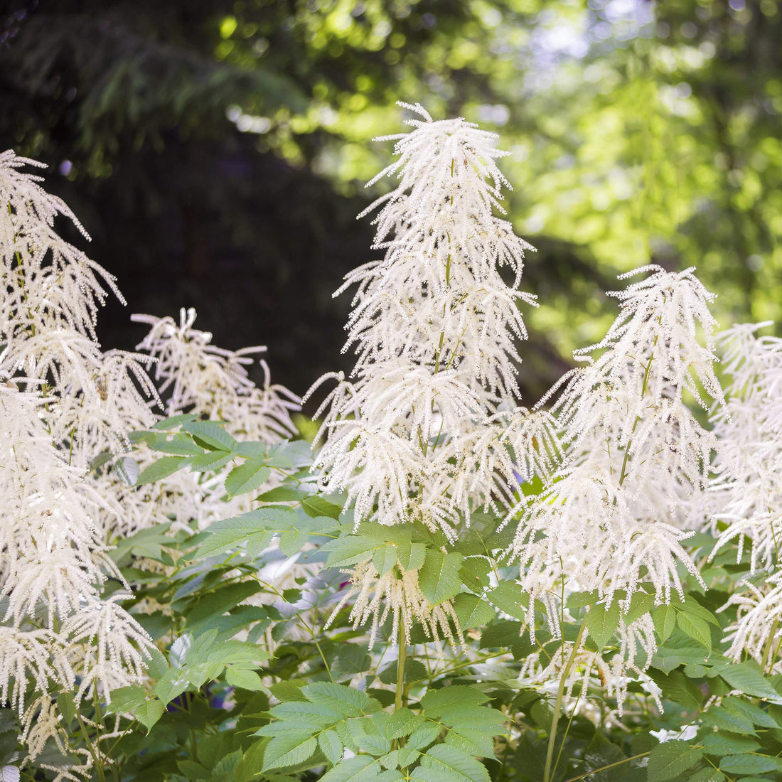 Aruncus flower seeds