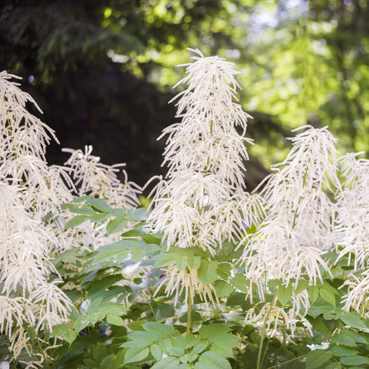 Aruncus flower seeds