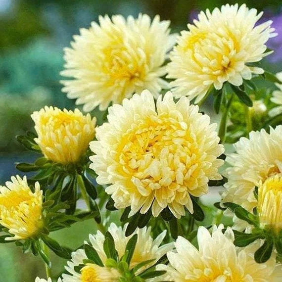 Yellow Aster flower seeds