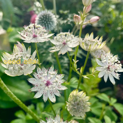 Astrantia flower seeds