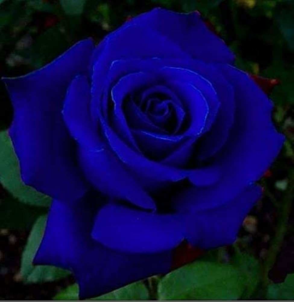 Dark Blue flower seeds
