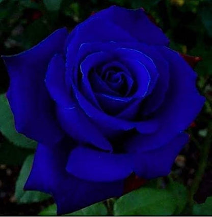 Dark Blue flower seeds