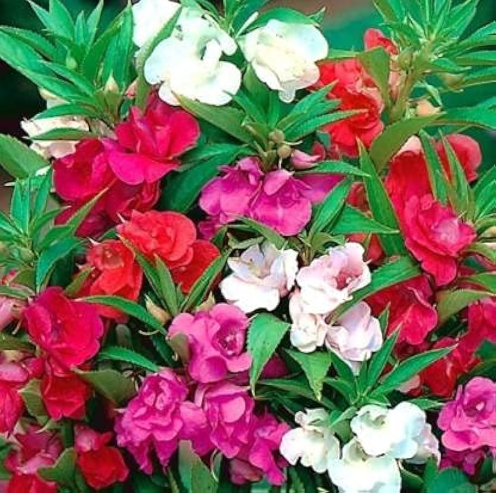 Red White flower seeds