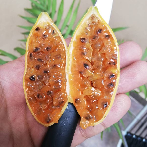 banana passion vine seeds
