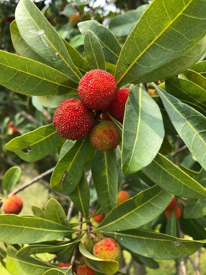 Bayberry Fruit Seeds for Planting – Heirloom Non-GMO Garden Seeds