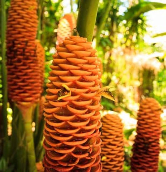 Tropical Beehive flower seeds